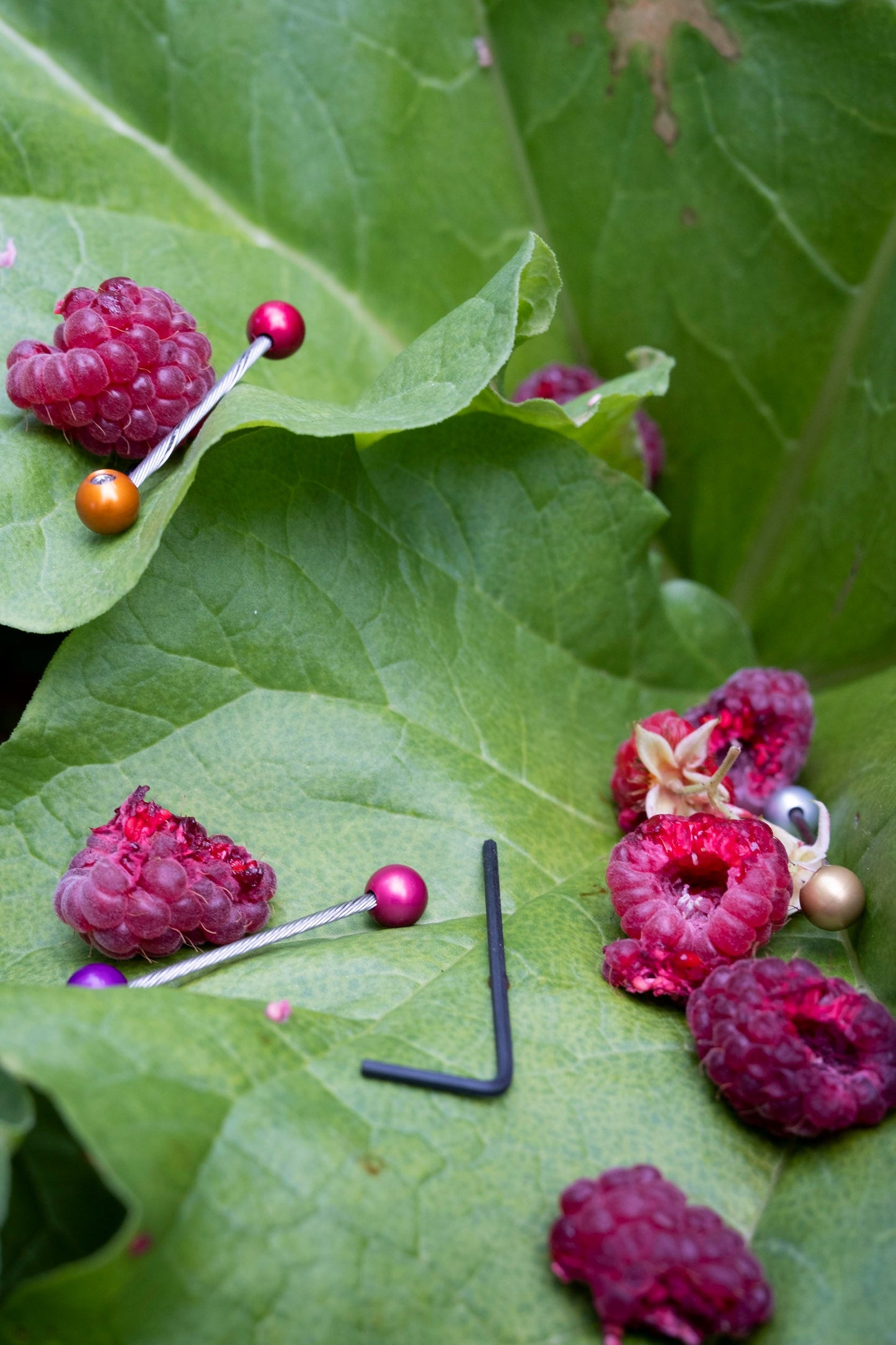 Forager - Cable Cherries