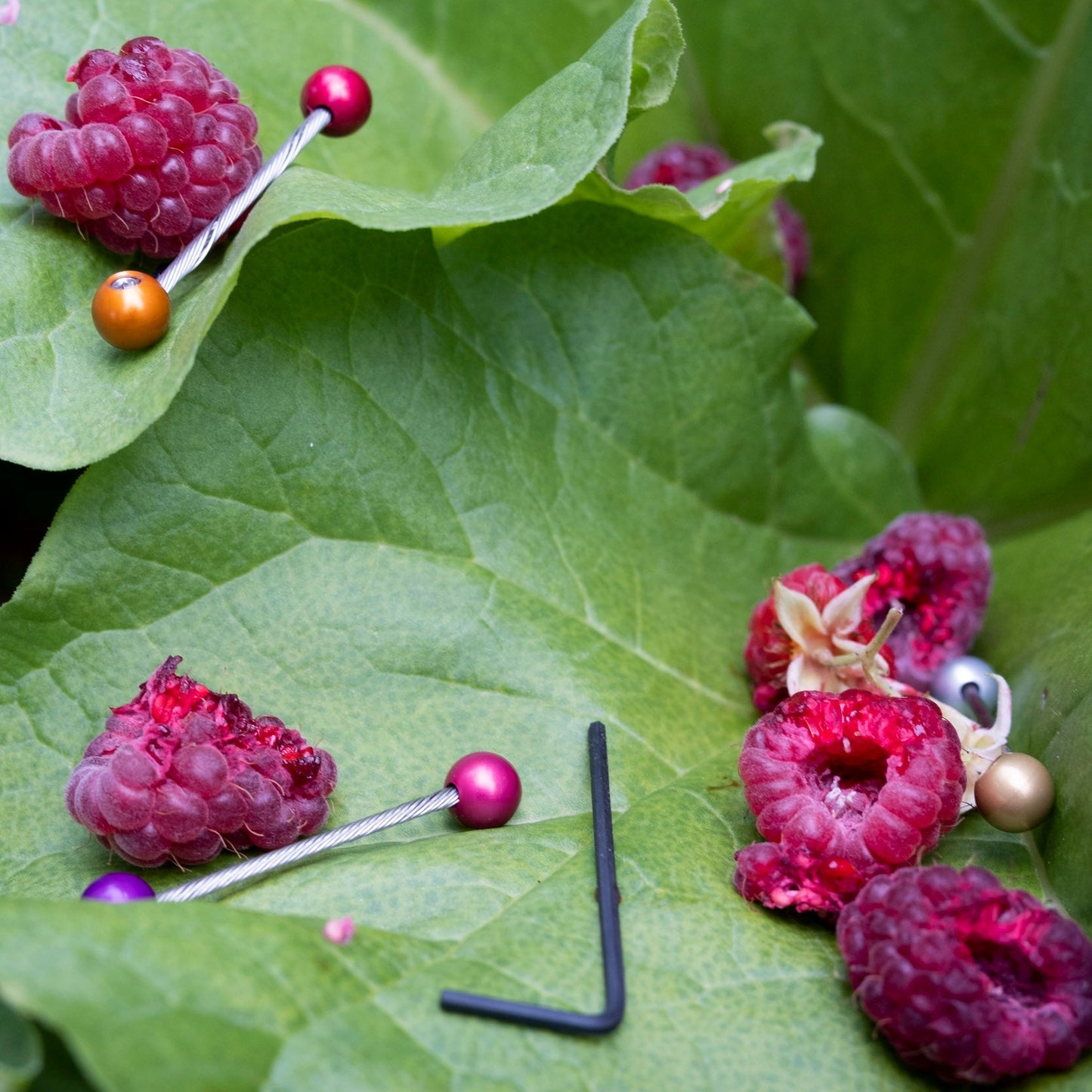 Forager - Cable Cherries